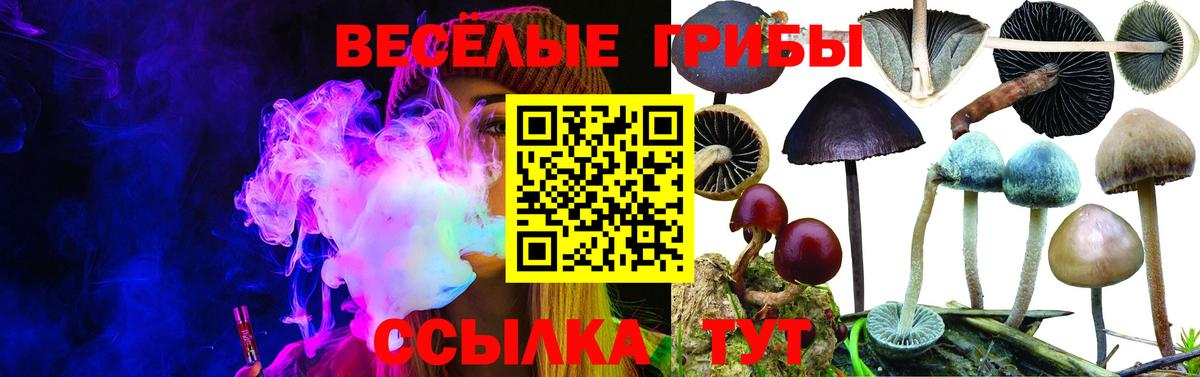 Псилоцибиновые грибы Psilocybine cubensis Алексин